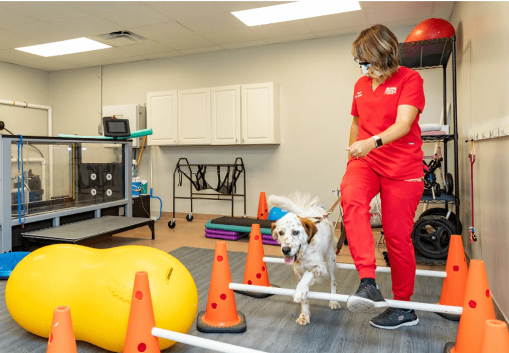 A veterinary professional working with a dog in a rehabilitation room at Animal Specialty & Emergency Center of Brevard